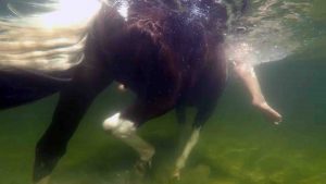 The rear end of a brown and white horse and a white rider swimming in green water. 